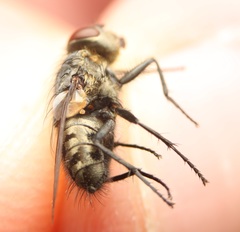 Pollenia angustigena