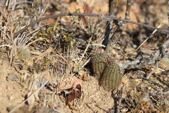 Echinocereus sciurus