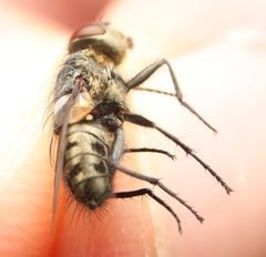 Pollenia angustigena