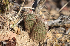 Echinocereus sciurus