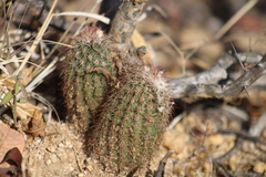 Echinocereus sciurus