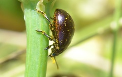 Chrysolina geminata