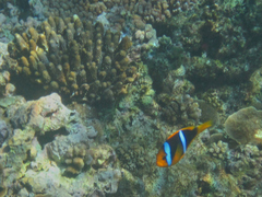 Amphiprion chrysopterus