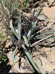 Bupleurum americanum