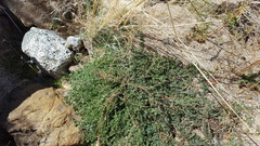 Acmispon heermannii heermannii