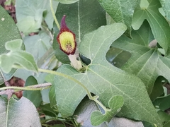 Aristolochia pentandra