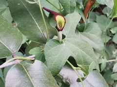 Aristolochia pentandra