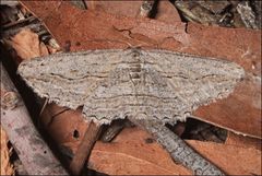 Scioglyptis loxographa