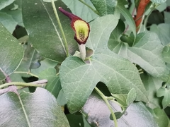 Aristolochia pentandra