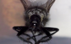 Sarcophaga subvicina