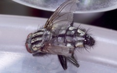 Sarcophaga subvicina