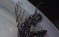 Sarcophaga subvicina