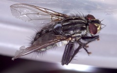 Sarcophaga subvicina