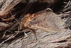 Doratifera oxleyi