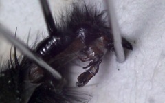 Sarcophaga subvicina