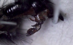 Sarcophaga subvicina