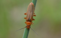 Cantharis rufa