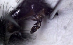 Sarcophaga subvicina