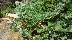 Acmispon heermannii heermannii