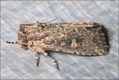 Dasygaster padockina