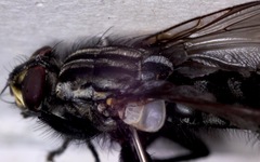 Sarcophaga subvicina