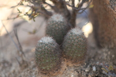 Echinocereus sciurus