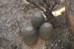 Echinocereus sciurus