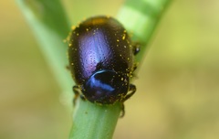 Chrysolina geminata