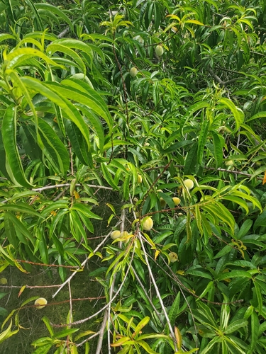 Prunus persica observed 2021-06-18