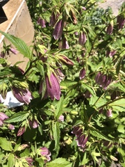 Campanula punctata