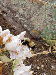 Bombus nevadensis