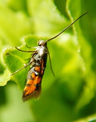 Neoheliodines nyctaginella