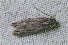 Agriophara leptosemela