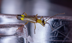 Malthinus flaveolus