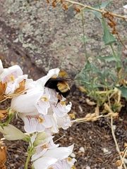 Bombus nevadensis