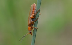Cantharis rufa
