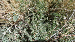 Acmispon heermannii heermannii