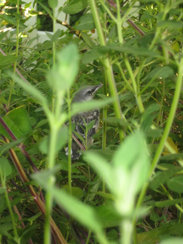 Mimus polyglottos