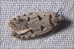 Scatochresis episema