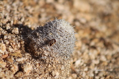 Mammillaria schumannii