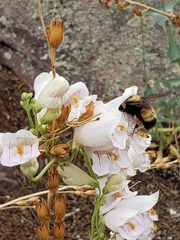 Bombus nevadensis
