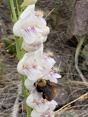 Bombus nevadensis