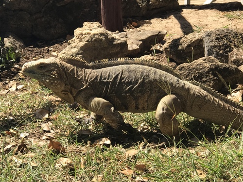 Cyclura nubila