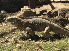 Cyclura nubila