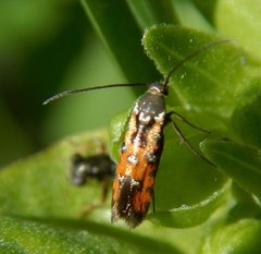 Neoheliodines nyctaginella
