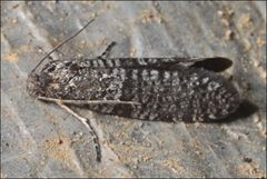 Lepidoscia annosella