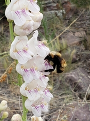 Bombus nevadensis