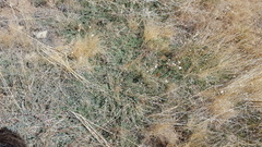 Acmispon heermannii heermannii