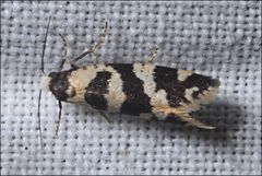 Lepidoscia characota