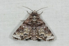 Aplotelia diplographa
